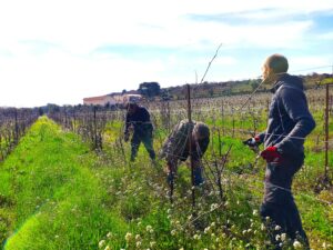 The vineyard team prunes its fields