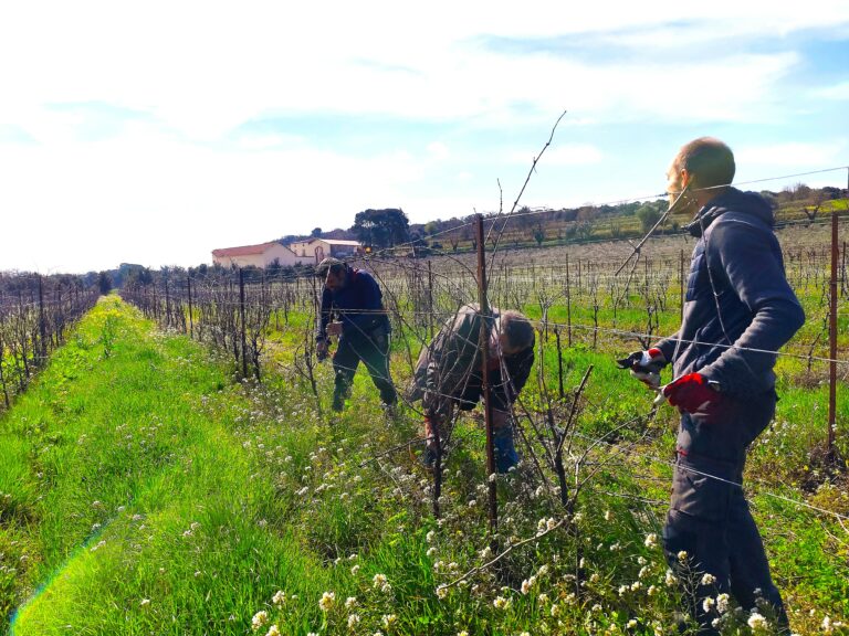 L'équipe des vignes taille dans son champs